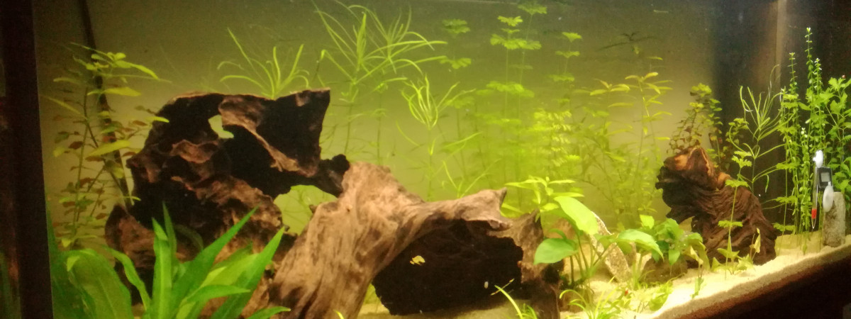 aquarium Juwel 240