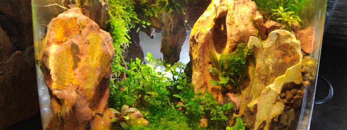 aquarium PicoPico