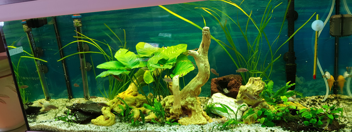aquarium Cichlides nains NEOLAMPROLOGUS MULTIFUSCIATUS