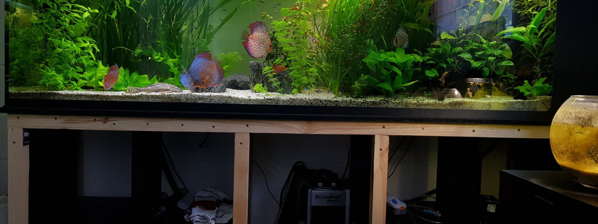 aquarium Discus