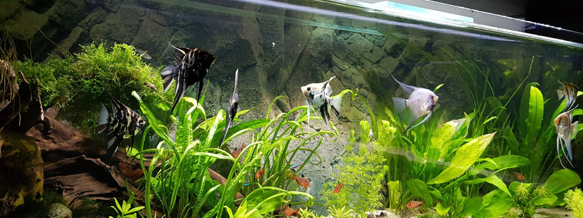 aquarium Scalaires