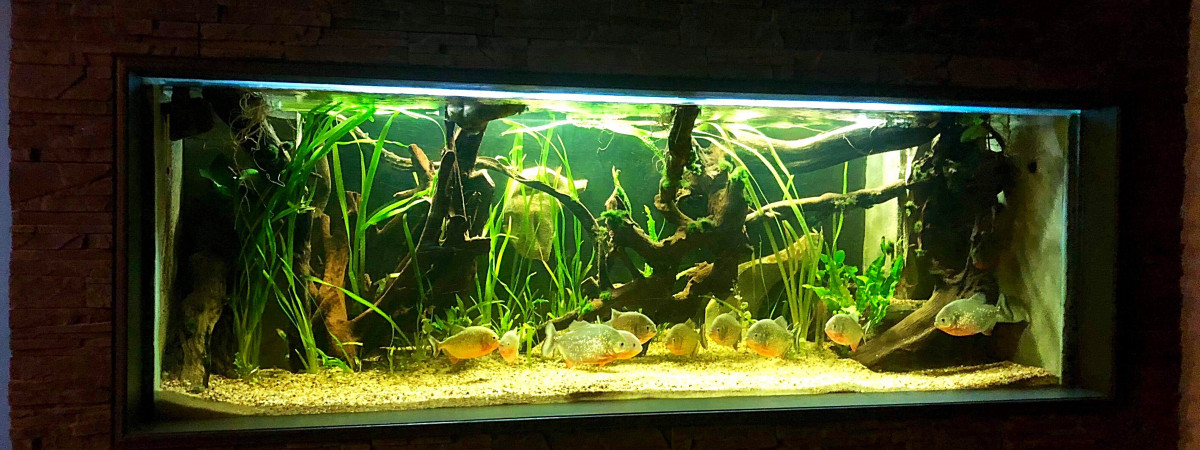 aquarium Piranharium