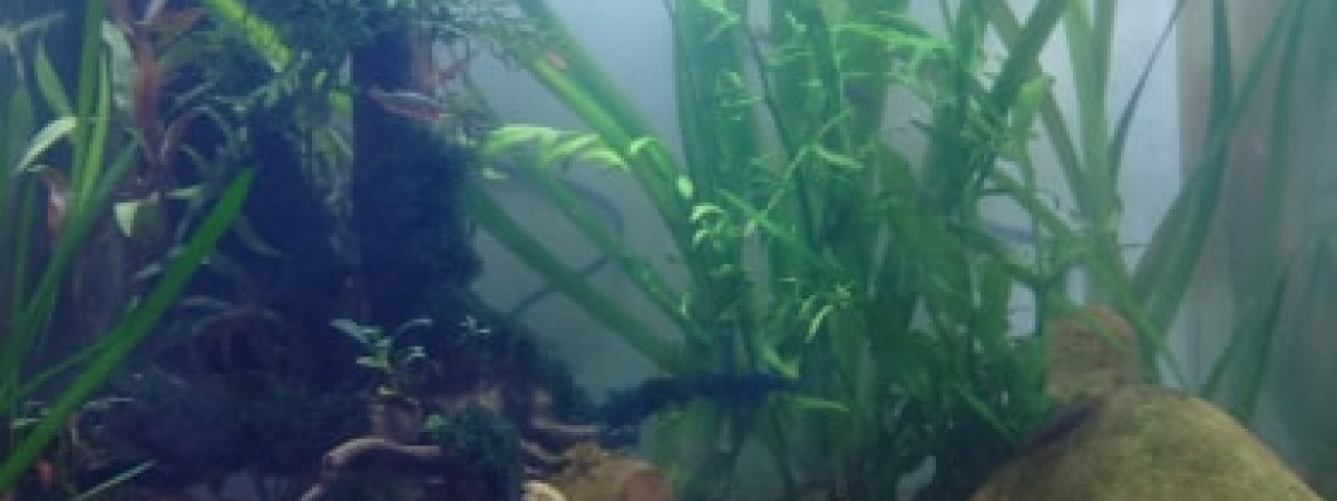aquarium Red cherry