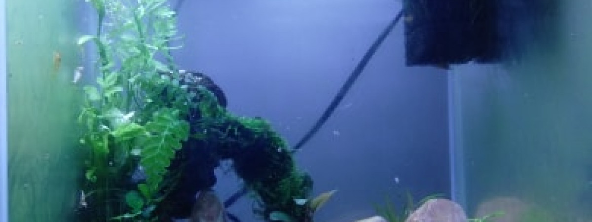 aquarium Taitibee