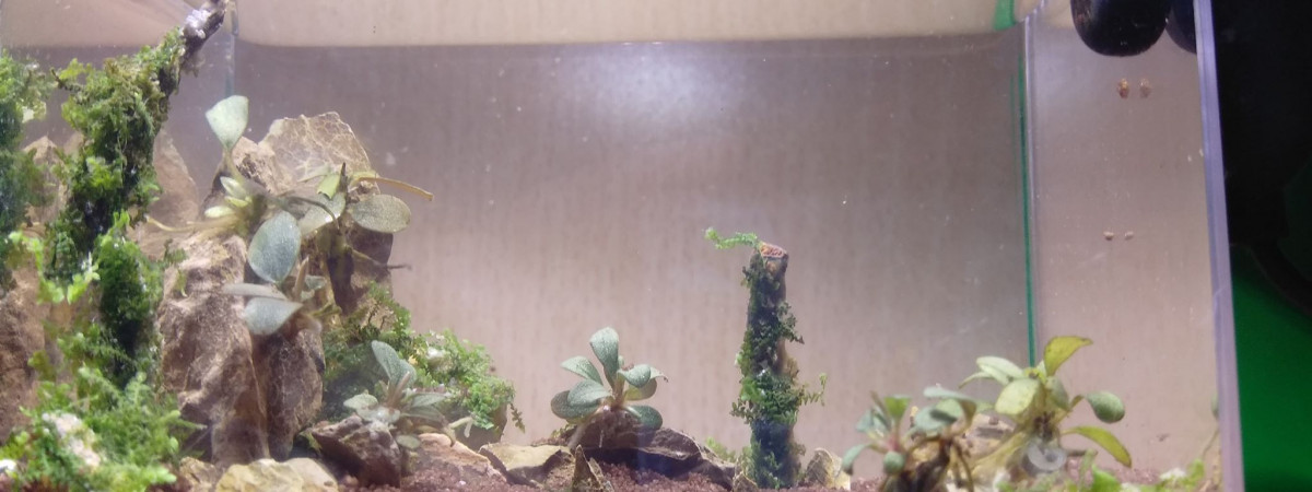 aquarium Pico