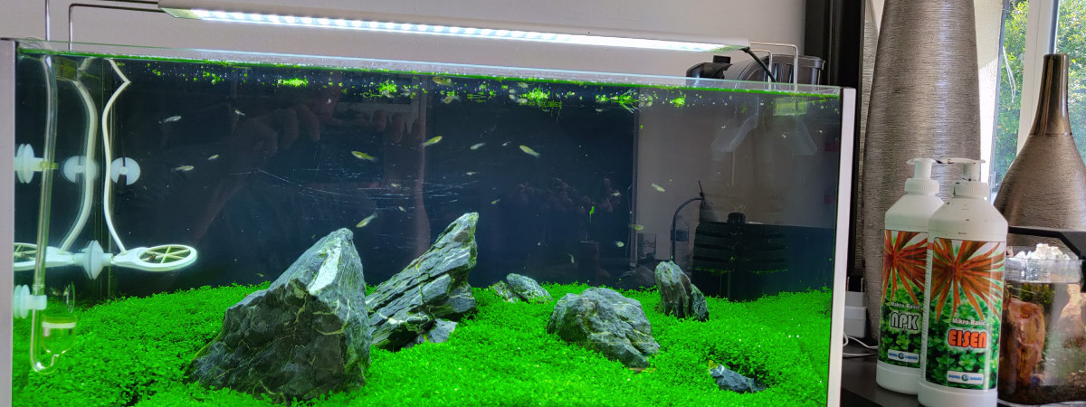 aquarium BubbaBac