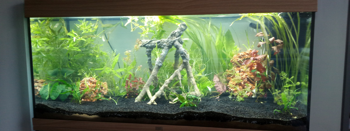 aquarium Aquarium 1