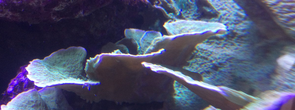 aquarium Recifal