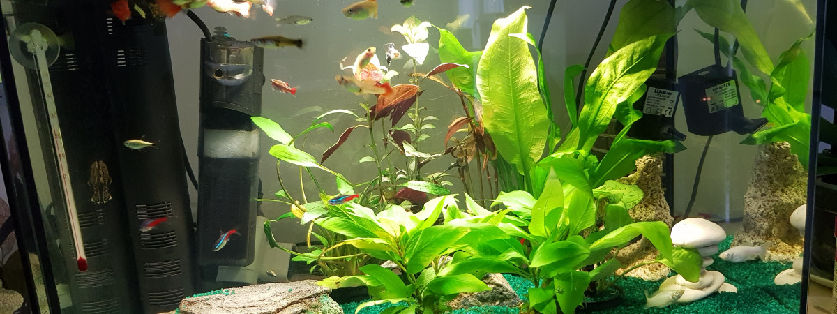aquarium Aquarium 1