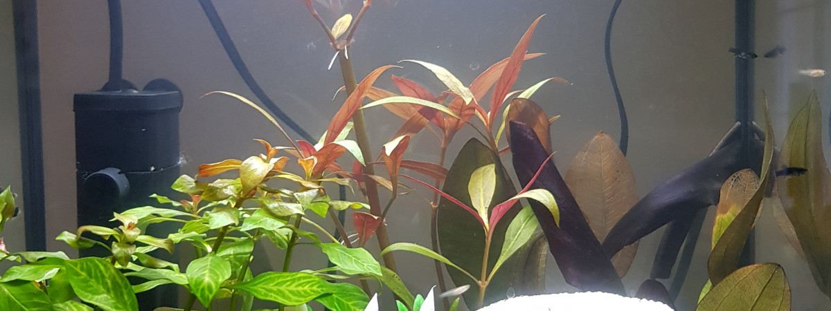 aquarium Aquarium Alevins