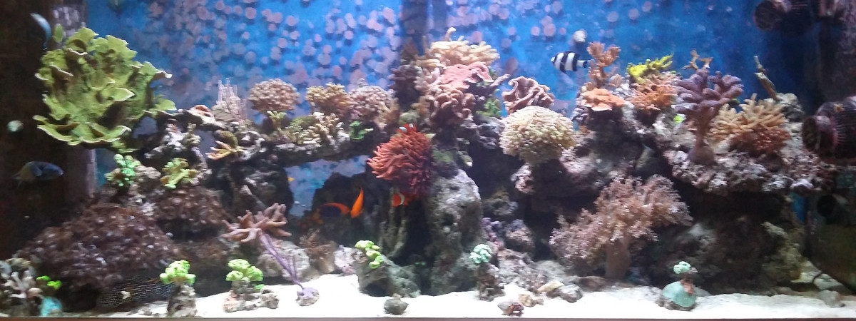 aquarium Reef