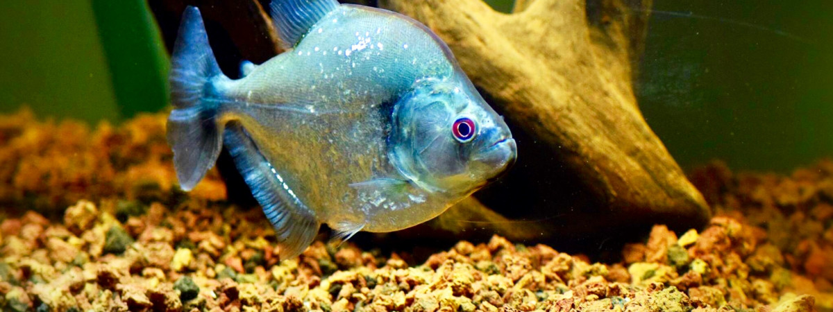 aquarium SERRASALMUS GERYI