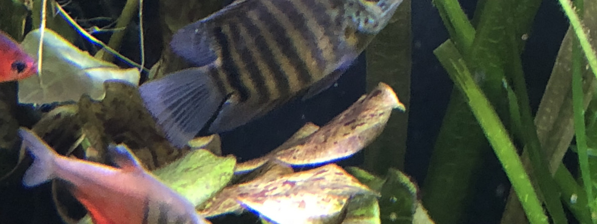 aquarium amazonien