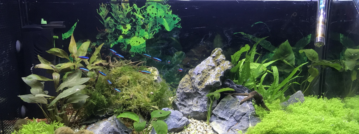 aquarium 100l