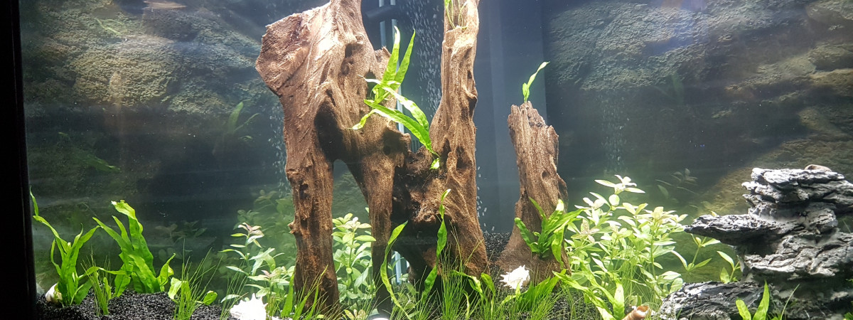 aquarium First