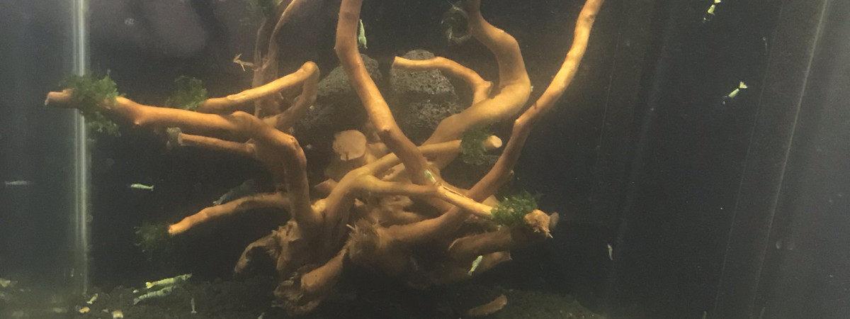 aquarium 30l dennerle