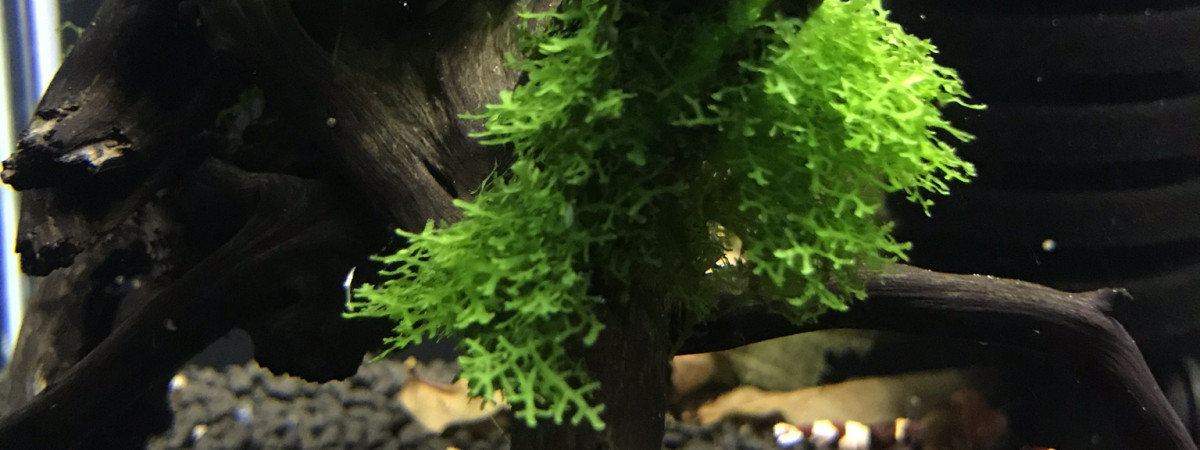 aquarium Bac à red wine