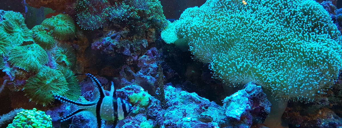 aquarium Betty
