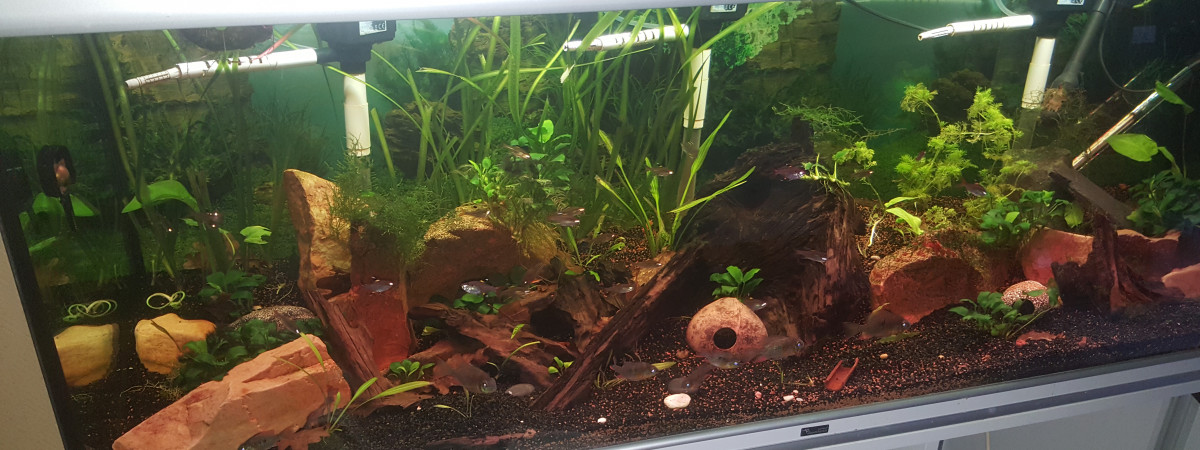aquarium Salon