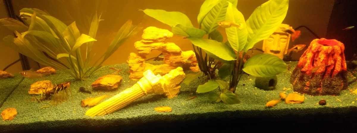 aquarium Eau calme