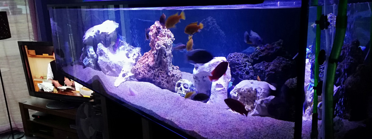 aquarium Malawi