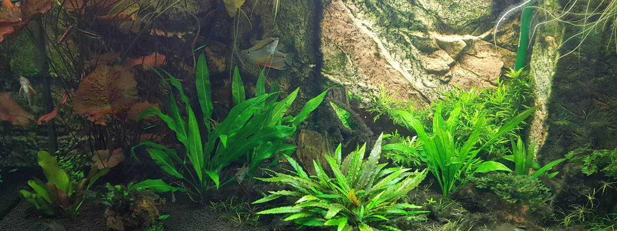 aquarium Marais Asiatique