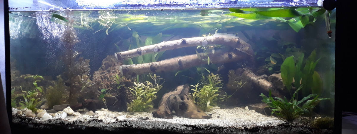 aquarium Amazonien