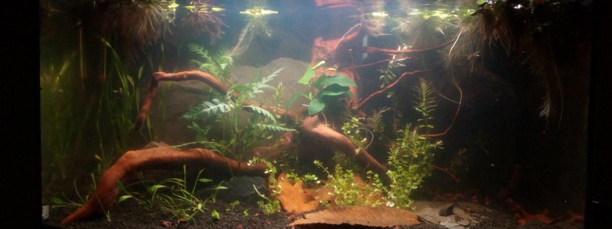 aquarium 54l killies