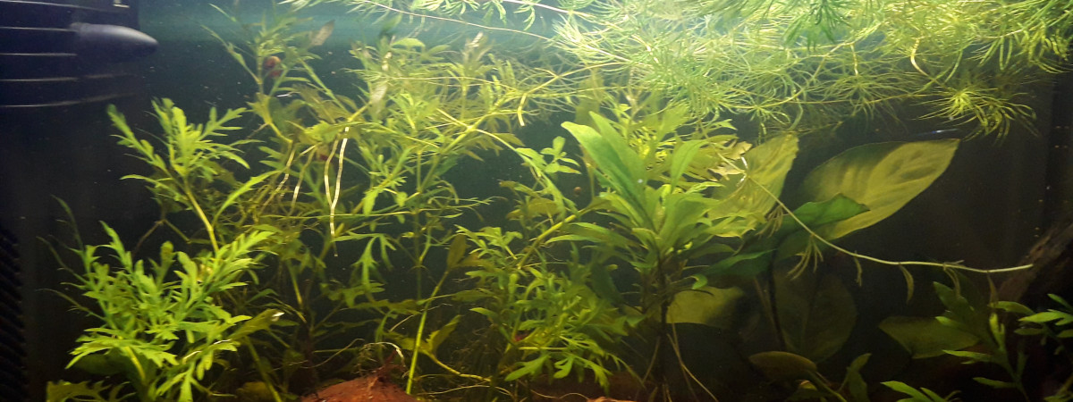 aquarium 60l