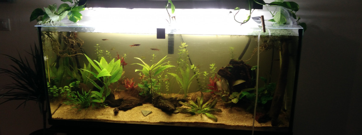 aquarium 200l