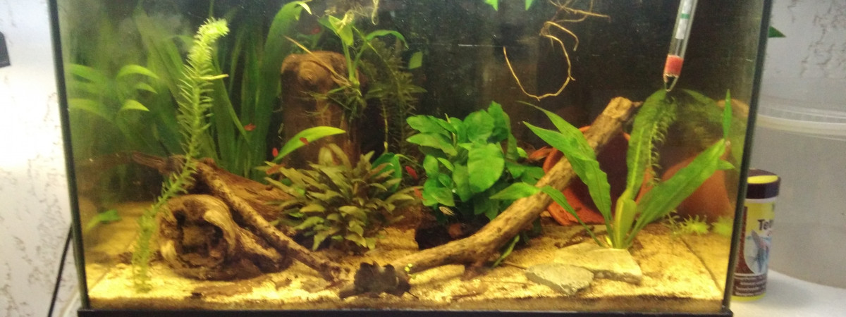 aquarium 60l