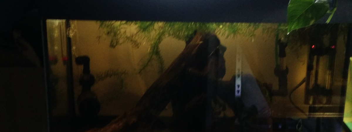 aquarium 60l reproduction