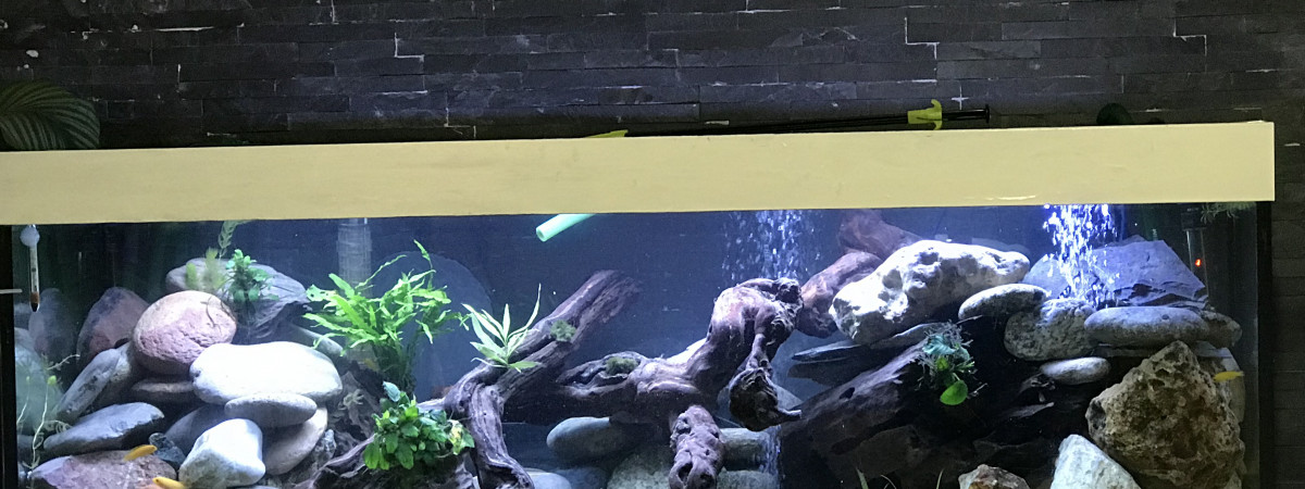 aquarium Malawi