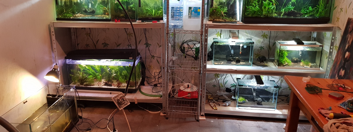 aquarium Fishroom