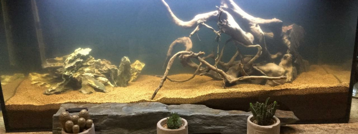 aquarium Biotope eau douce