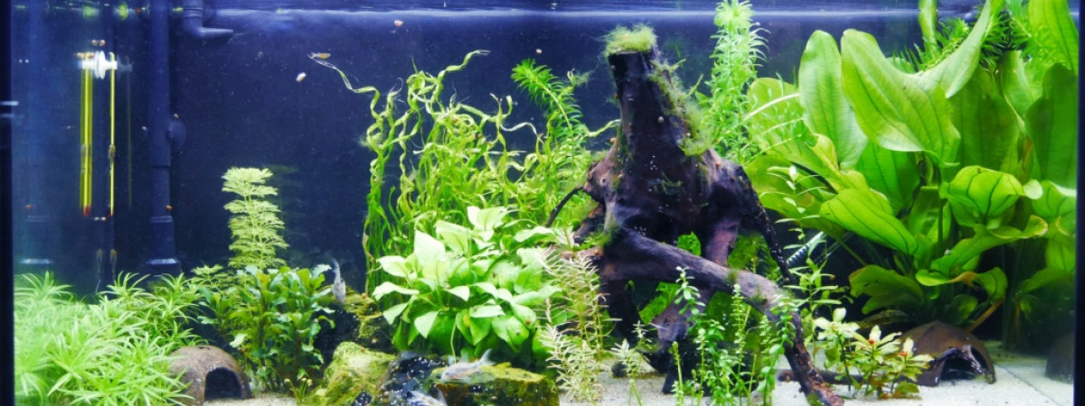 aquarium Mon Bac