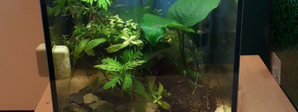 aquarium 30l