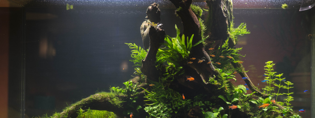 aquarium Rêve de Printemps