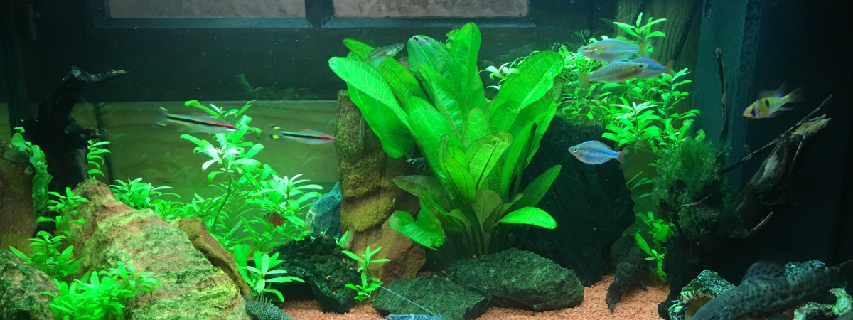 aquarium Au douce amazone