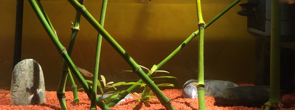 aquarium Au douce pour gambusy