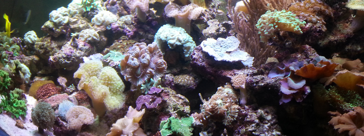 aquarium Mon bocal