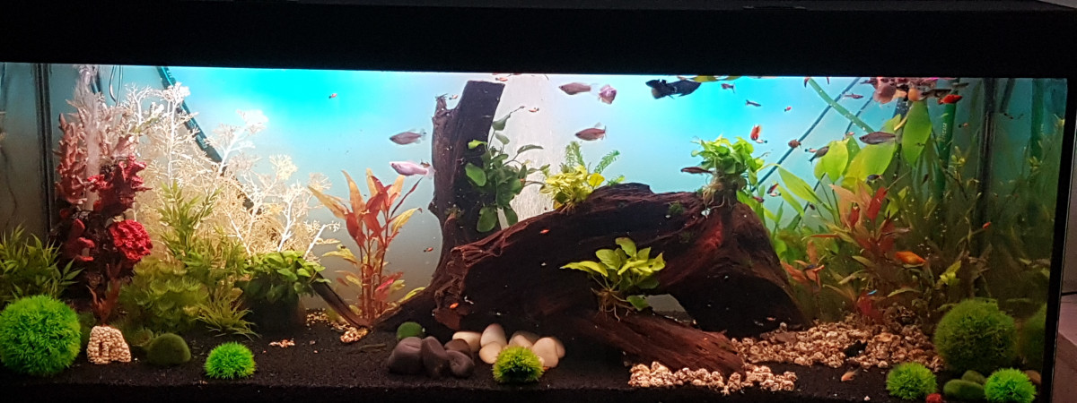 aquarium Black desing