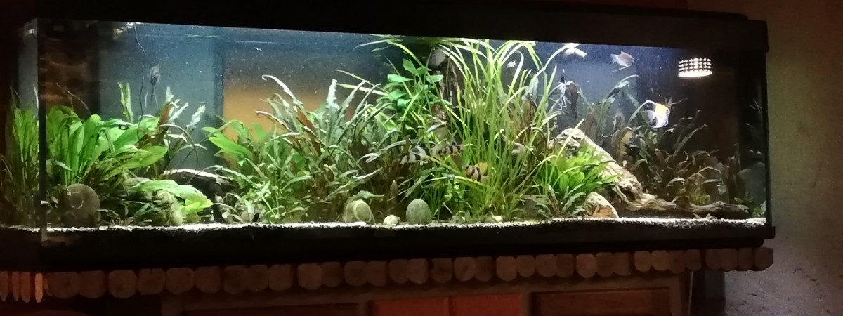 aquarium Communautaire