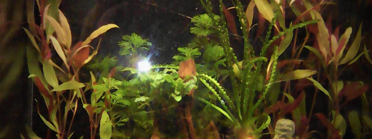 aquarium low2