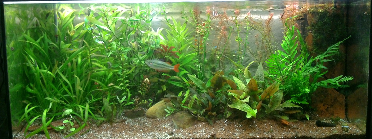 aquarium 18O australo guinn