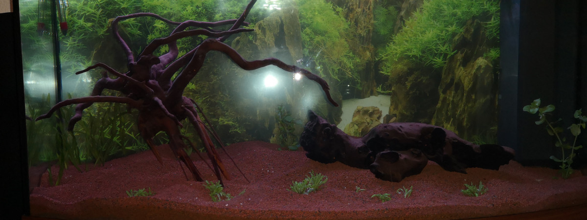 aquarium Plante