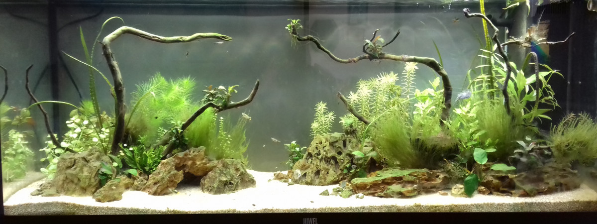 aquarium 240 l
