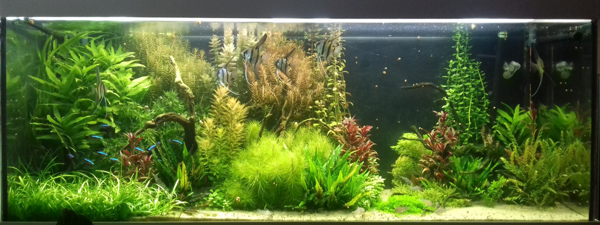 aquarium 525 amazonien