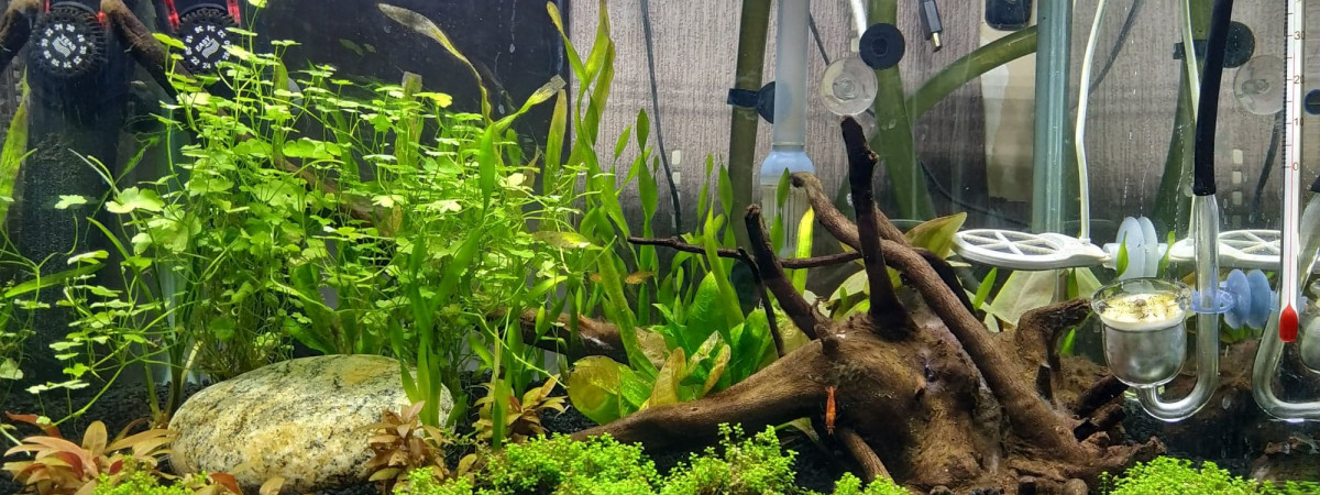 aquarium premier