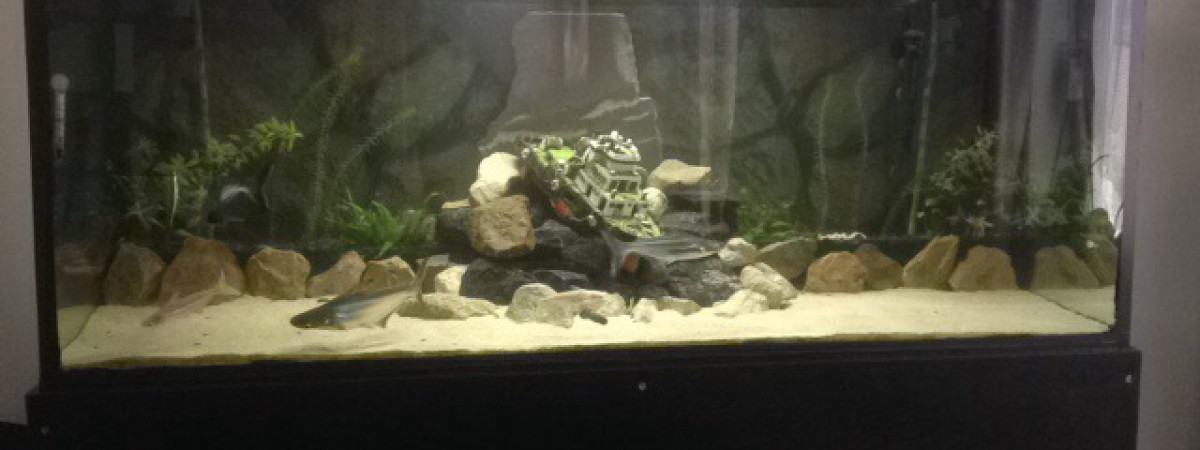 aquarium Pangasius